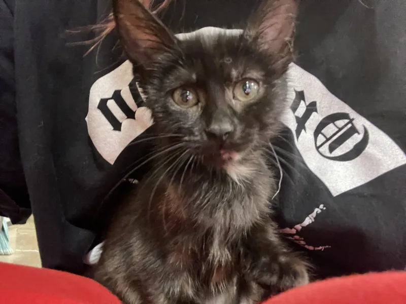 A baby small-sized female Tortoiseshell Domestic Short Hair cat named Emmy for adoption in Missoula, MT