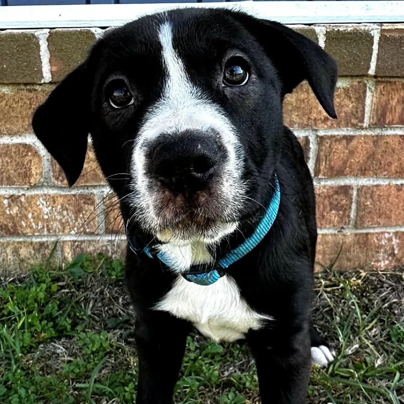 A baby small-sized male Black Black Labrador Retriever dog named Thor for adoption in Enterprise, AL