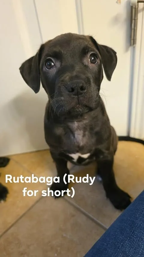 A baby medium-sized male Black Labrador Retriever dog named Veggie Litter  Rutabaga for adoption in Charlotte, NC