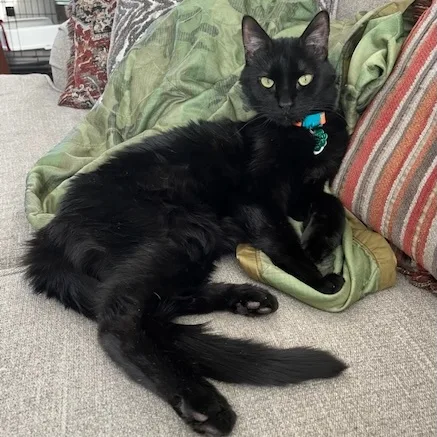 A senior medium-sized male Black Domestic Short Hair cat named Blackie for adoption in Chicago, IL