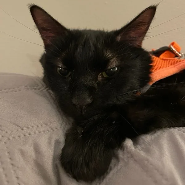 Blackie thumbnail 3