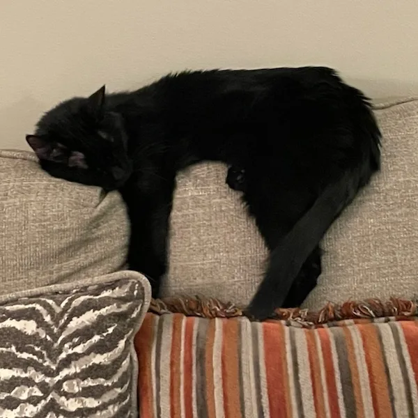 Blackie thumbnail 4