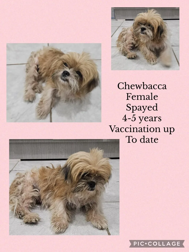 Chewbaca