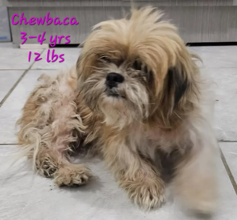 Chewbaca thumbnail 2