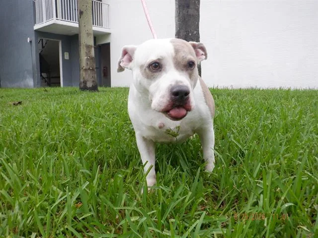A senior large-sized female American Bulldog dog named Layka for adoption in Miami, FL