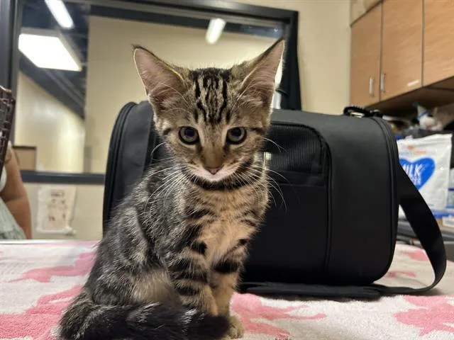 Theodore