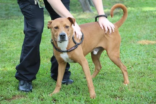 An adult large-sized male Mixed Breed dog named Ruger for adoption in Melbourne, FL