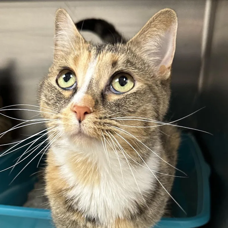 An adult medium-sized female Torbie Domestic Short Hair cat named Coconut for adoption in Naperville, IL