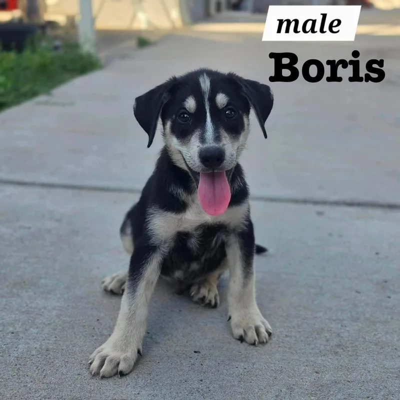 A baby medium-sized male Shepherd dog named Boris for adoption in PLAINFIELD, CT