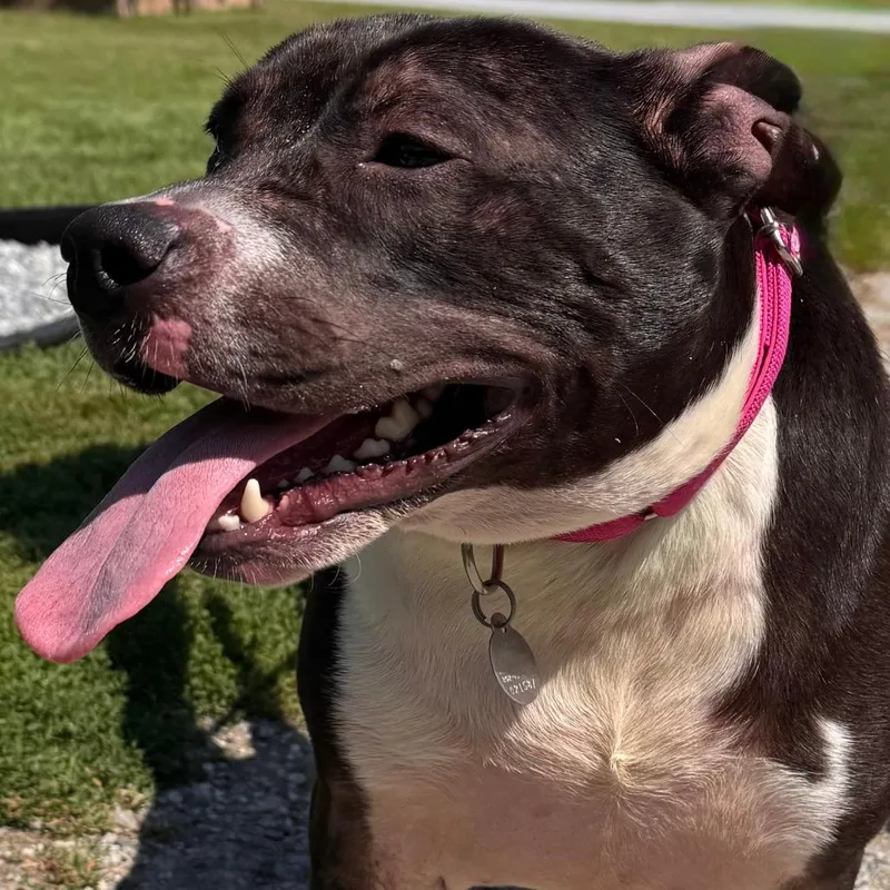 An adult large-sized female Black Pit Bull Terrier dog named Princess for adoption in Pittsford, VT