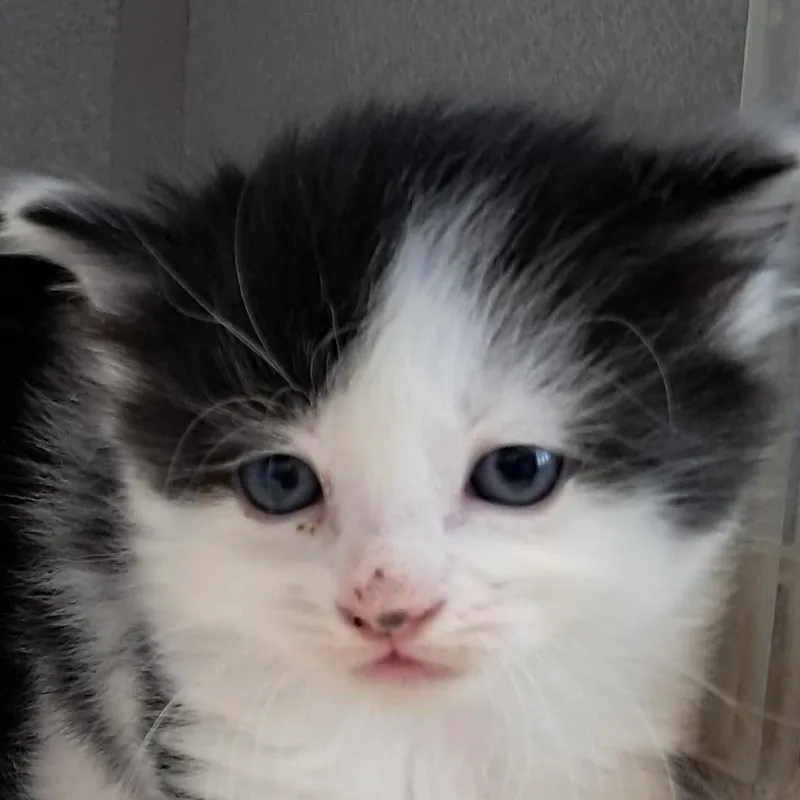 A baby small-sized female Black Domestic Short Hair cat named Dandelion for adoption in Buffalo, WY