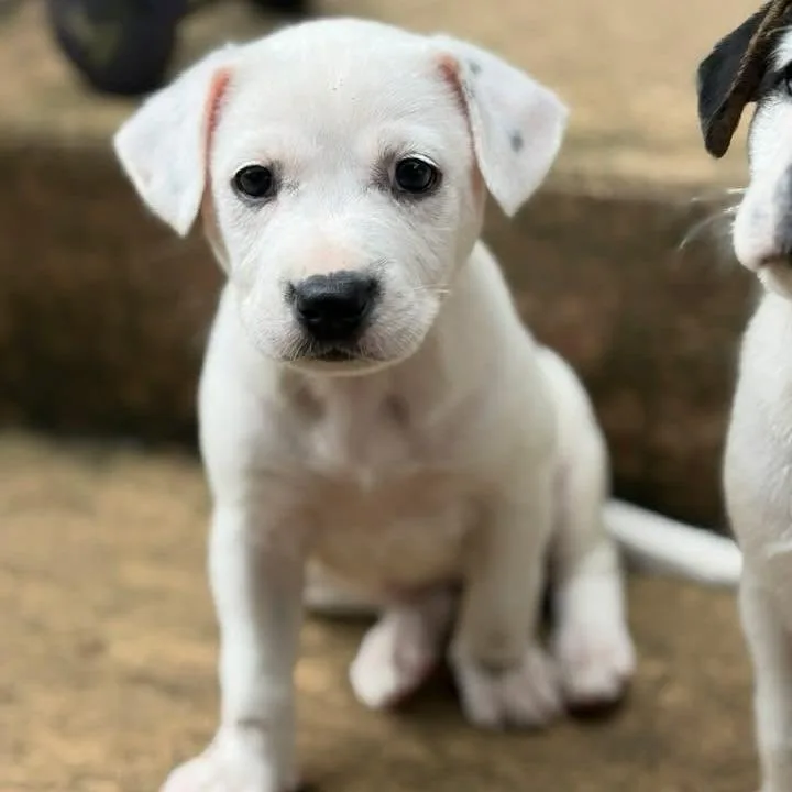 A baby medium-sized female White / Cream Labrador Retriever dog named Fern for adoption in Raleigh, NC