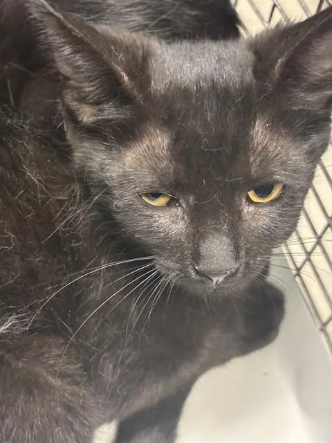 A baby small-sized female Domestic Short Hair cat named Habanero for adoption in Miami, FL