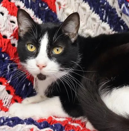 An adult small-sized male Domestic Short Hair cat named Michael for adoption in Largo, FL