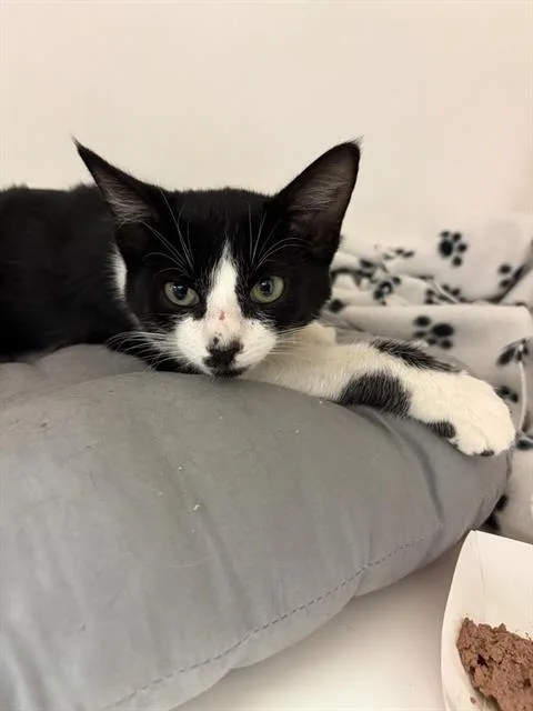 A baby small-sized male Domestic Medium Hair cat named Olympus for adoption in Sugar Land, TX