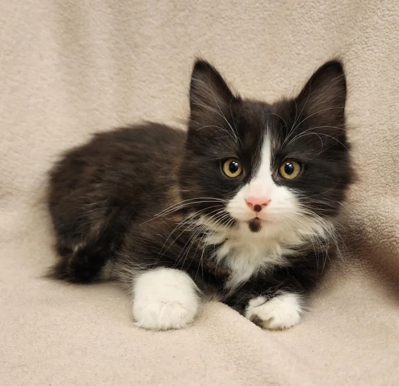 A baby medium-sized male Domestic Short Hair cat named Edmund for adoption in Superior, WI