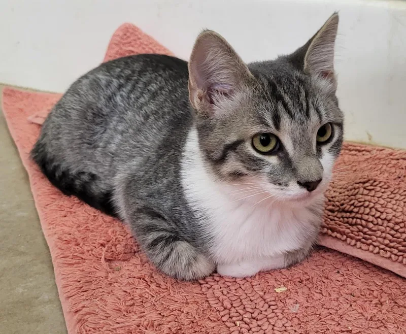 A baby small-sized female Gray / Blue / Silver Domestic Short Hair cat named Porsha ParcFermé for adoption in Chandler, AZ