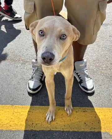 A young medium-sized male Yellow / Tan / Blond / Fawn Mixed Breed dog named Max for adoption in Nashville, TN
