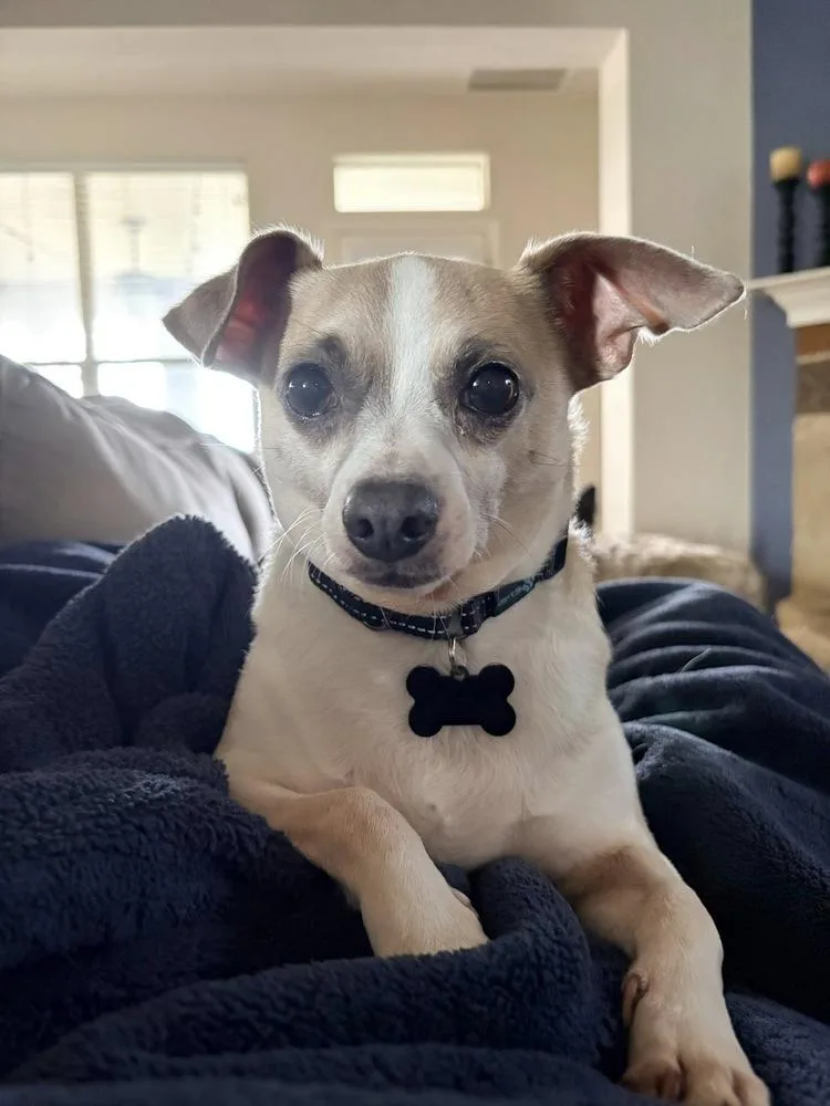 An adult small-sized male White / Cream Chihuahua dog named Milo for adoption in Frisco, TX