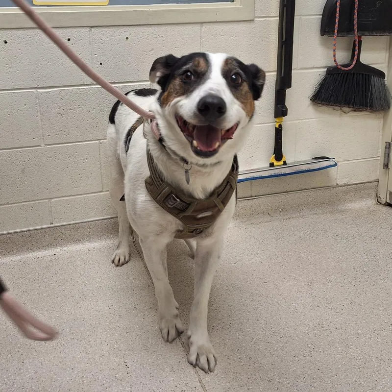 An adult large-sized male White / Cream Mixed Breed dog named Duke for adoption in Murray, UT