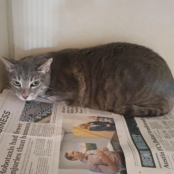 A senior large-sized female Gray / Blue / Silver Domestic Short Hair cat named Reina for adoption in Deerfield, IL