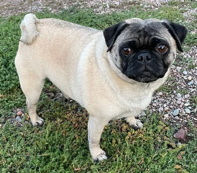 Frieda
