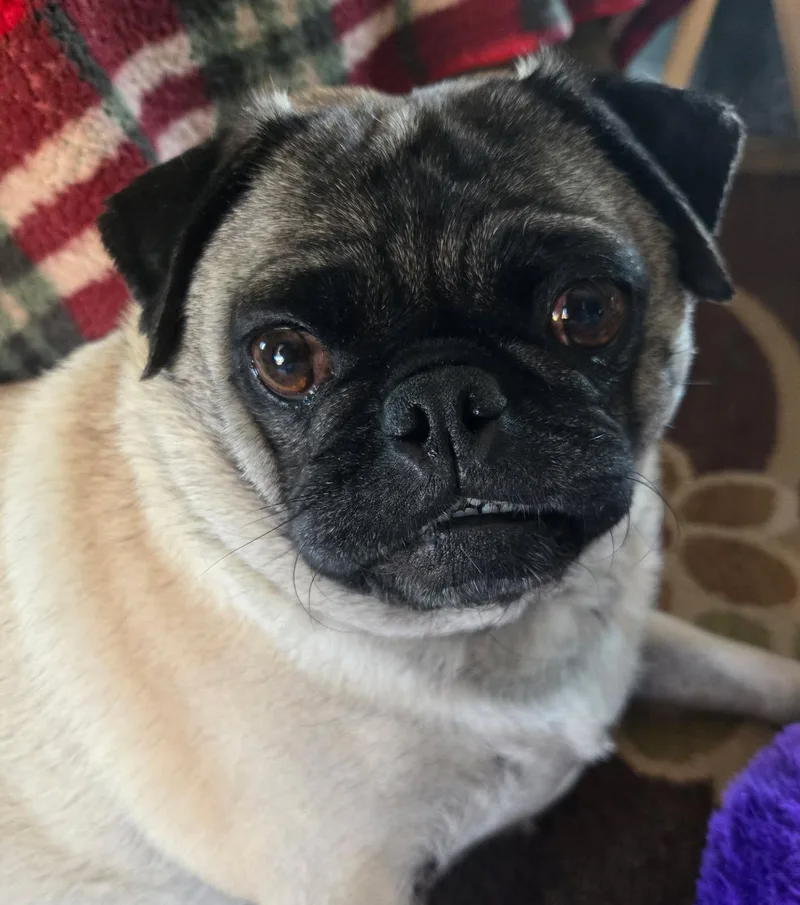 Frieda thumbnail 2