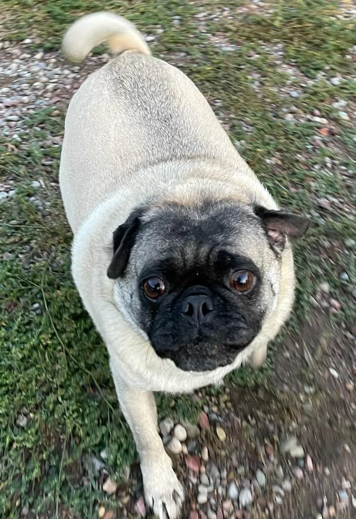 Frieda thumbnail 3