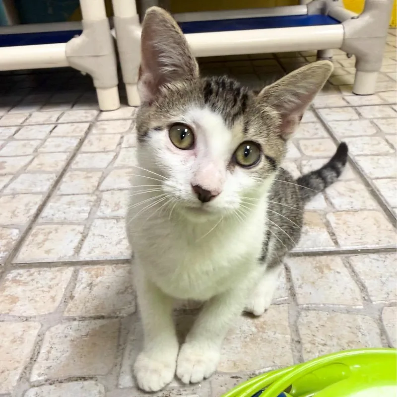 A baby medium-sized female Domestic Short Hair cat named Socks for adoption in Saint Petersburg, FL