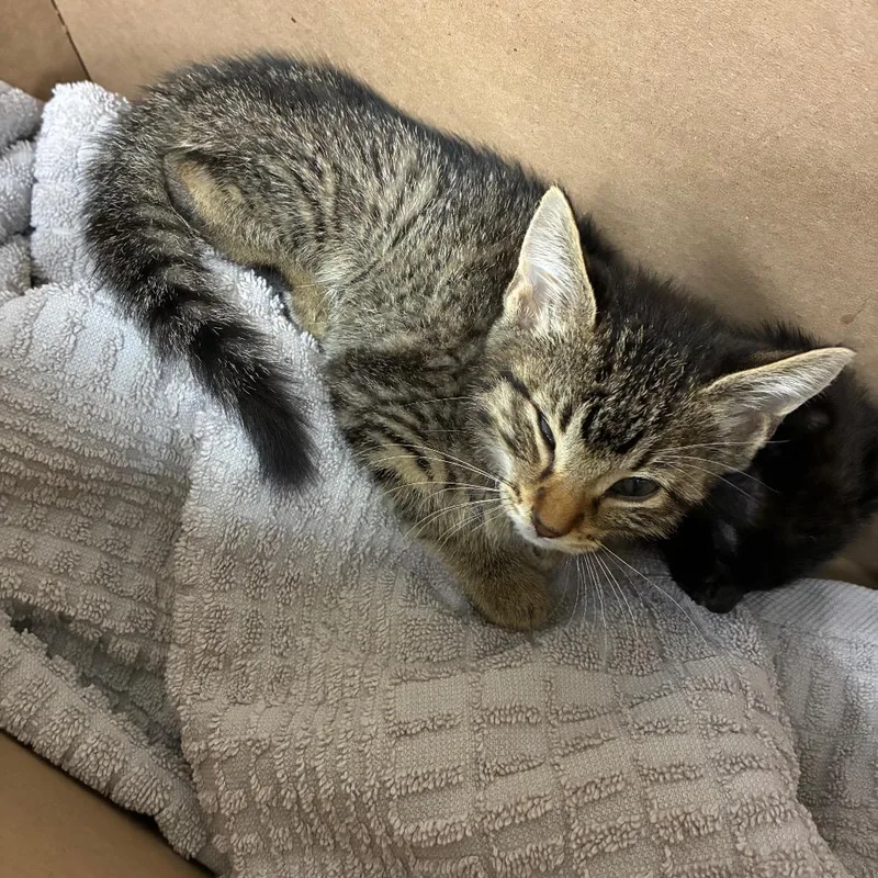 A baby small-sized female Brown / Chocolate Domestic Short Hair cat named Violet for adoption in Pasadena, CA