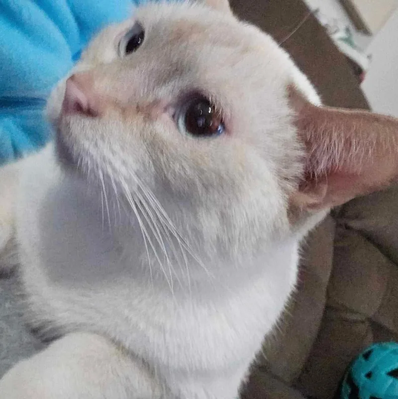 An adult medium-sized male Siamese cat named Julia and Cisero for adoption in Fairborn, OH