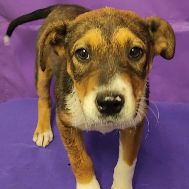 A baby small-sized male Yellow / Tan / Blond / Fawn Mixed Breed dog named Sonic for adoption in North Myrtle Beach, SC