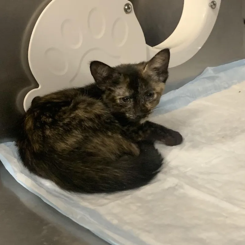 A baby small-sized female Tortoiseshell Domestic Short Hair cat named Strawberry for adoption in West Palm Beach, FL