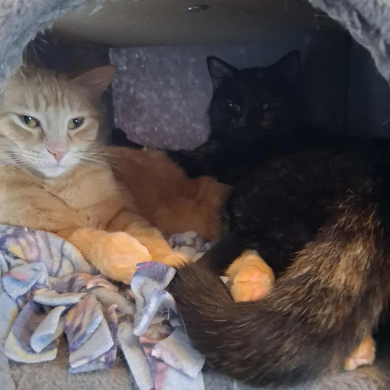 An adult medium-sized female Orange / Red Domestic Short Hair cat named Garner for adoption in Inver Grove Heights, MN
