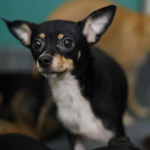 An adult small-sized female Chihuahua dog named Foxy for adoption in San Antonio, TX