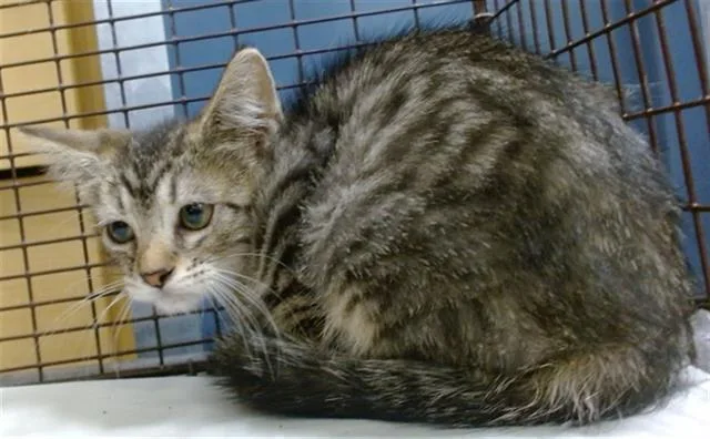 A baby small-sized female Domestic Short Hair cat named Whitney for adoption in Miami, FL