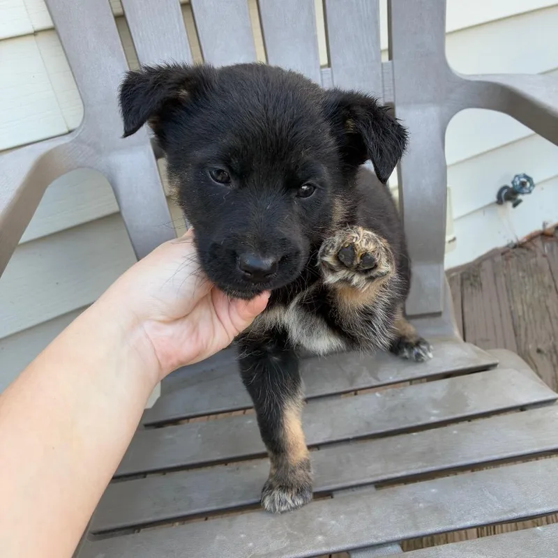 A baby large-sized male Black German Shepherd Dog dog named Jax for adoption in Alexandria, VA
