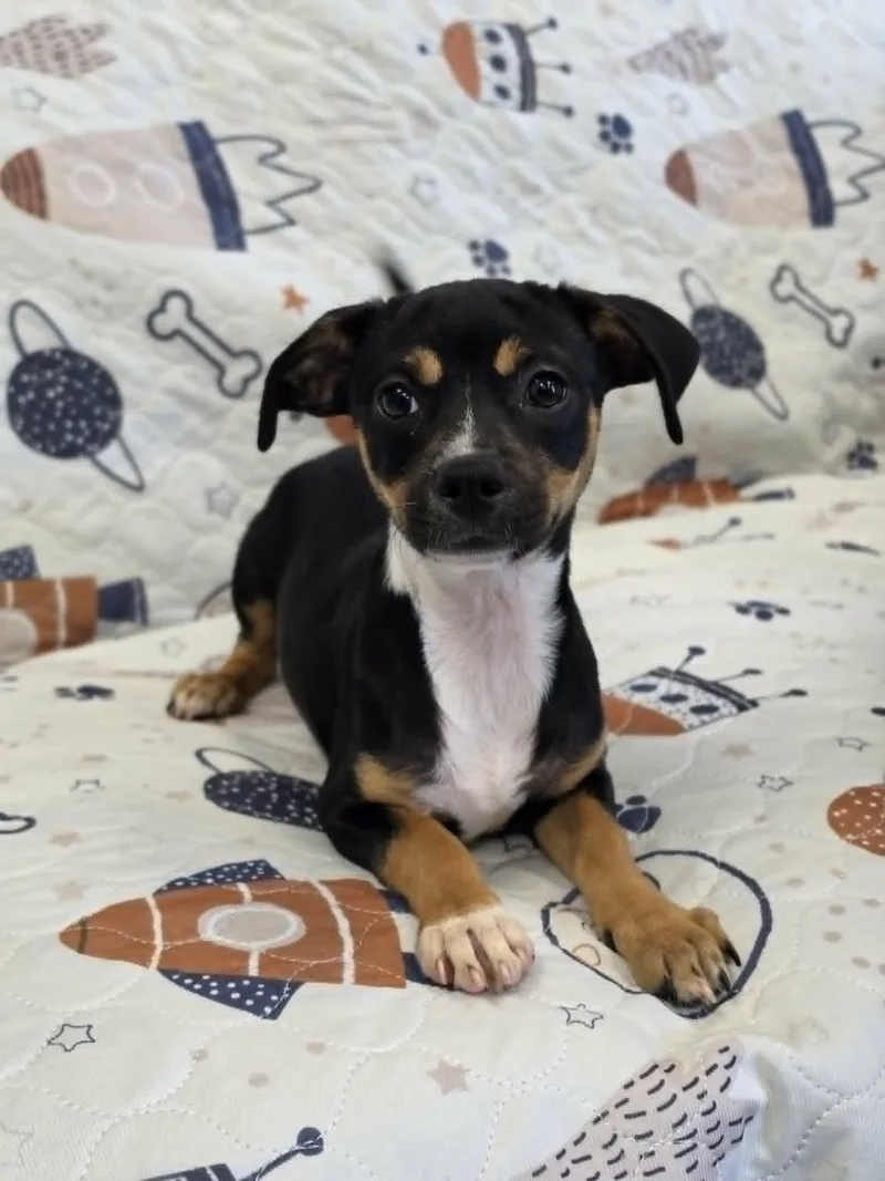 A young small-sized female Chihuahua dog named Natalie for adoption in San Angelo , TX