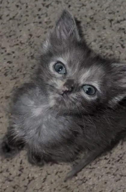A baby small-sized female Domestic Short Hair cat named Dottie for adoption in Colorado Springs, CO