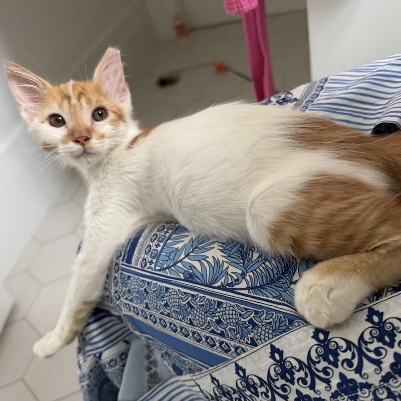 A baby small-sized male White Domestic Short Hair cat named Teddy for adoption in Santa Fe, TX
