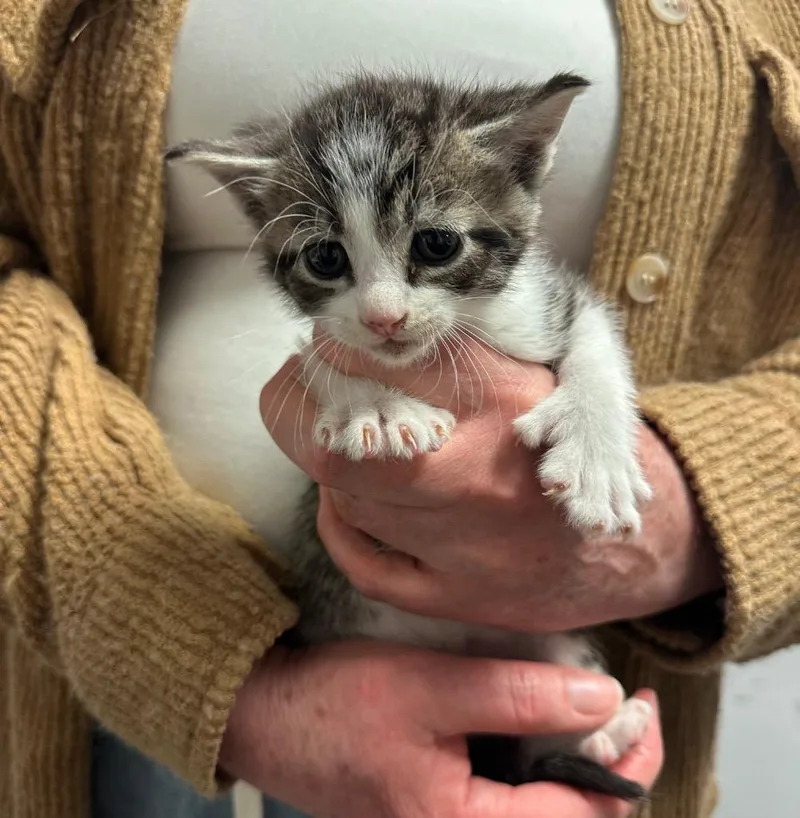 A baby small-sized male Domestic Short Hair cat named Winslow for adoption in Ewing, NJ