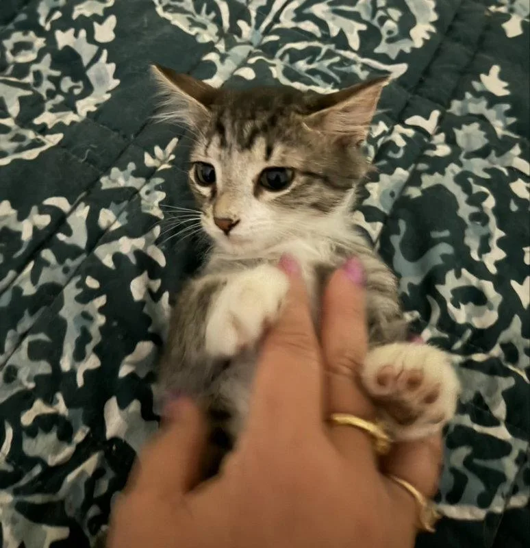 A baby medium-sized female Domestic Short Hair cat named Banana Nut for adoption in Pineville, LA