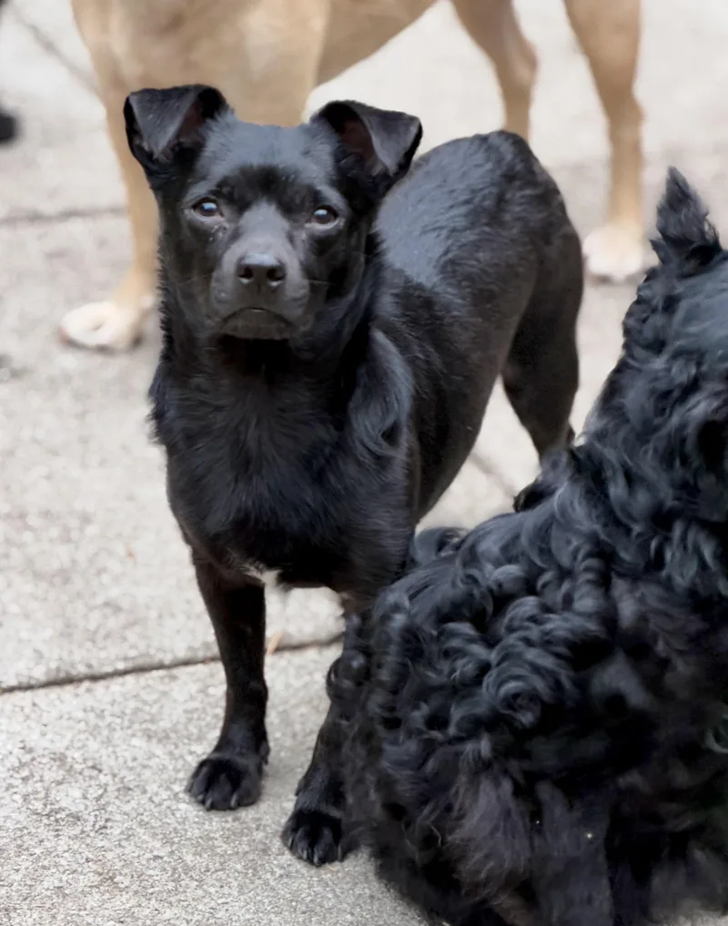 An adult small-sized male Black Chihuahua dog named Tommy for adoption in Mt Pleasant, SC