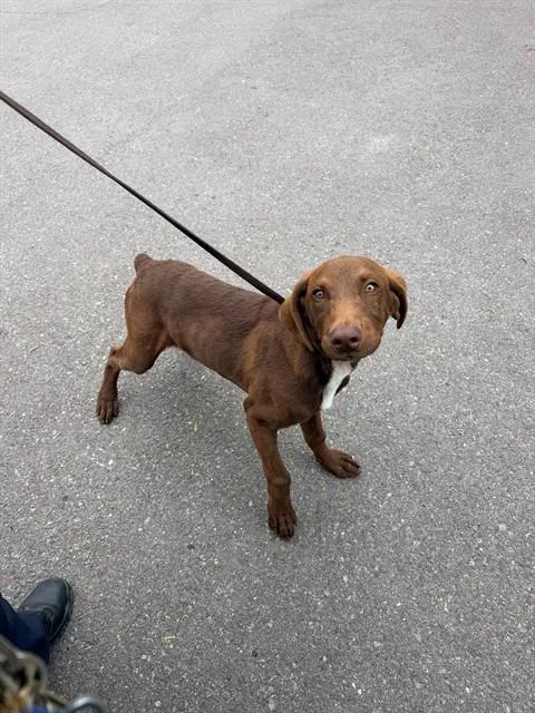 A baby small-sized male Doberman Pinscher dog named A for adoption in Chula Vista, CA