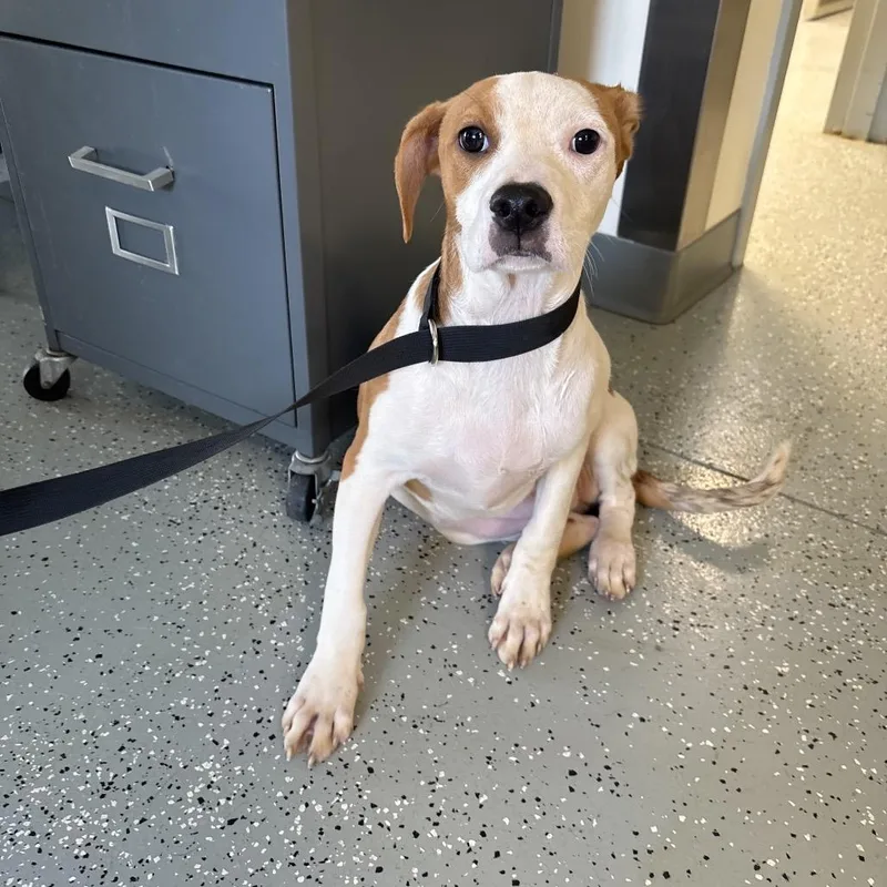 A young medium-sized female White / Cream Terrier dog named Jellyfish for adoption in Galax, VA