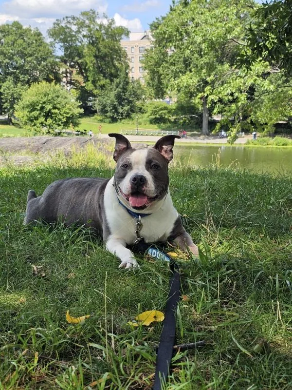 An adult large-sized female Mixed Breed dog named Baulette for adoption in New York, NY