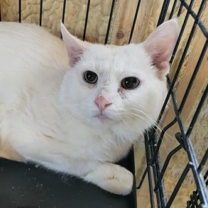 An adult large-sized male White Domestic Short Hair cat named Tony for adoption in Park Falls, WI