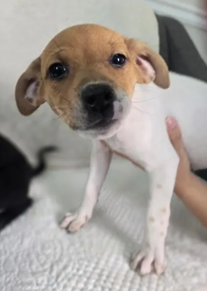 A young medium-sized male Labrador Retriever dog named Simon Basset for adoption in Lawrenceville, GA