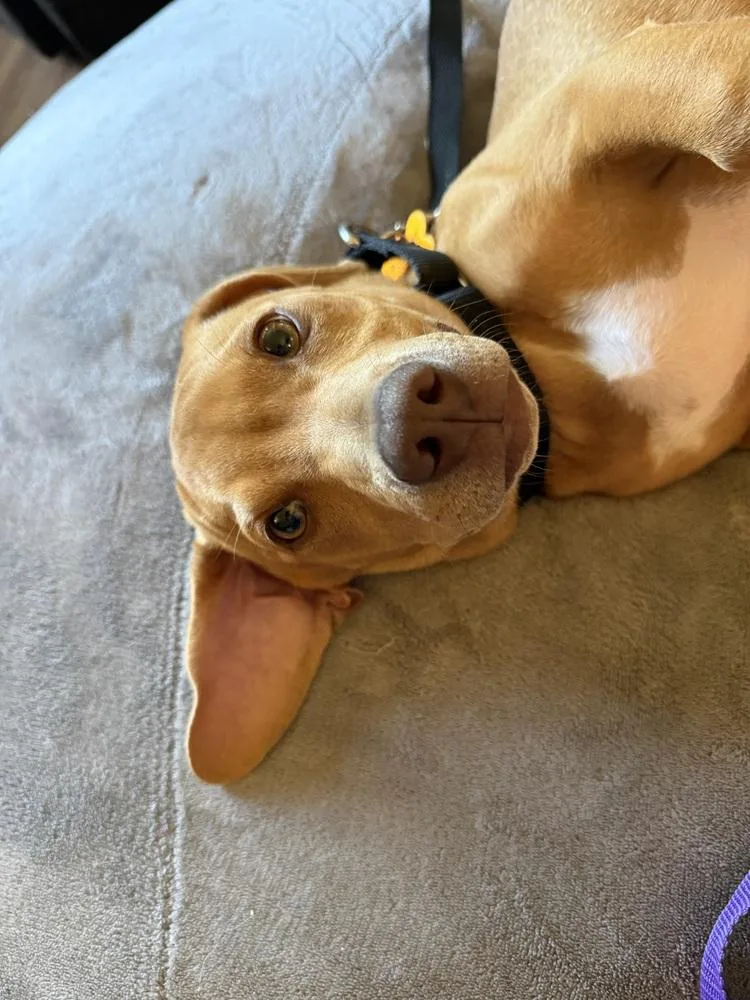 A baby medium-sized male Mixed Breed dog named Mortiz for adoption in Waunakee, WI
