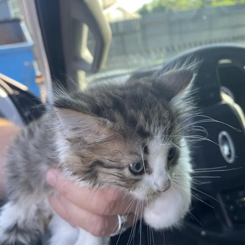A baby small-sized female Gray / Blue / Silver Domestic Medium Hair cat named Moonpie for adoption in Lake Jackson, TX